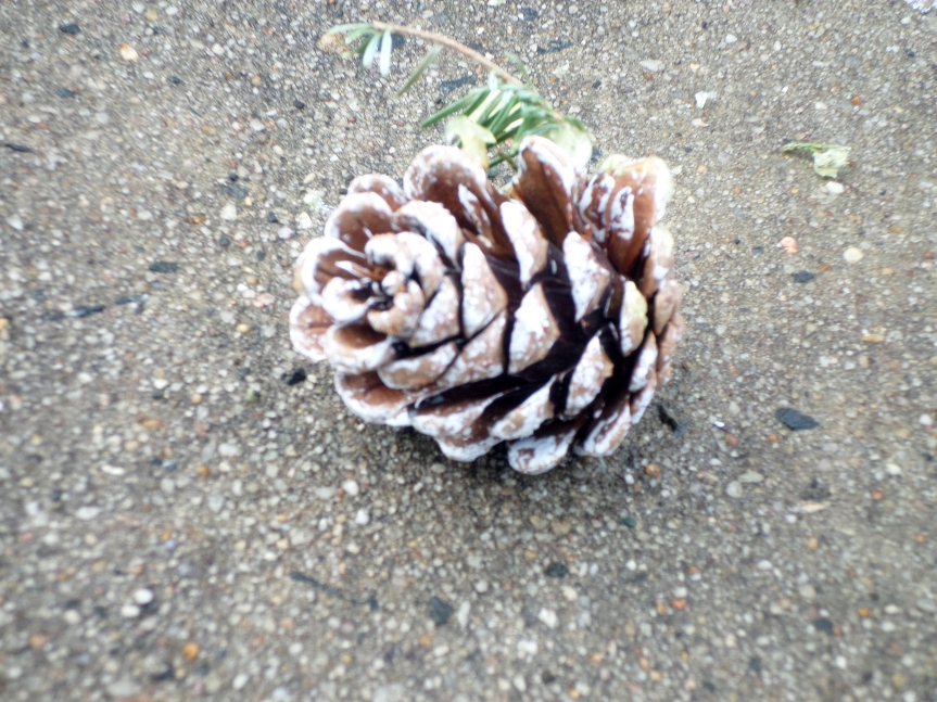 Pine cone on sidewalk.